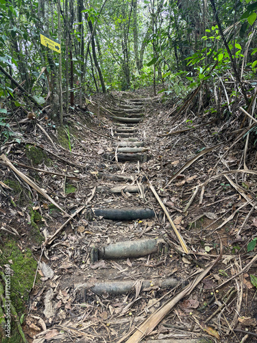 Stairs made of roots in the Botanical Garden in Ibagué, Colombia, South America, April 15, 2025 - Image 06