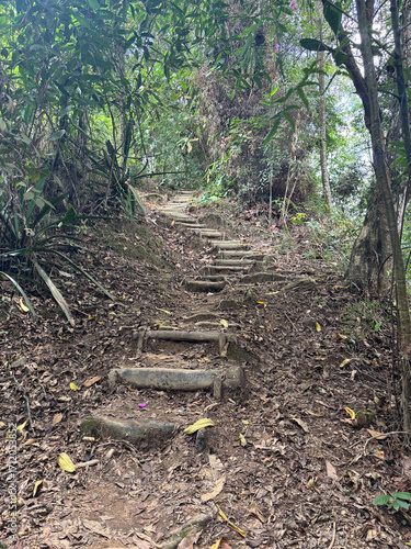 Stairs made of roots in the Botanical Garden in Ibagué, Colombia, South America, April 15, 2025 - Image 03