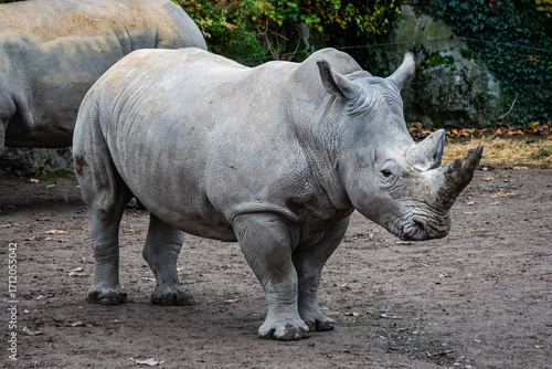 Rhinoceros blanc du Sud au zoo de Lille