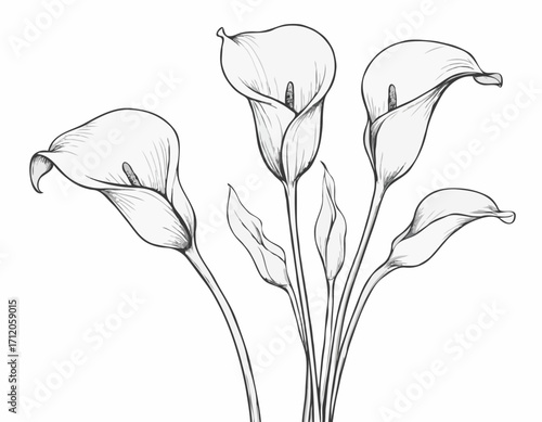 Set of calla lilies hand drawn sketch in doodle style illustration