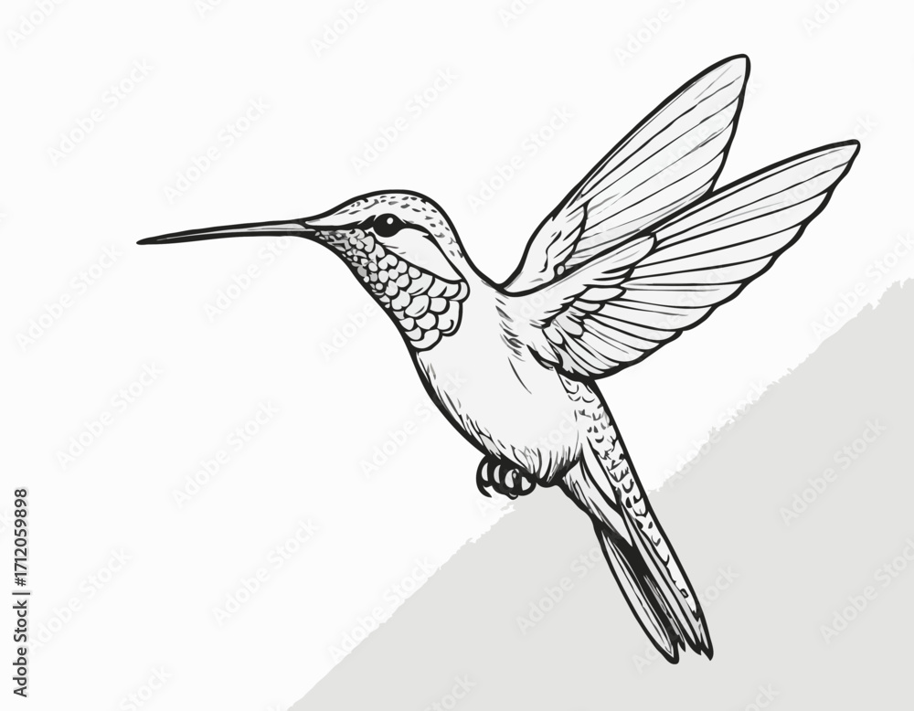Fototapeta premium Hummingbird sketch hand drawn Side view, engraving style vector illustration.