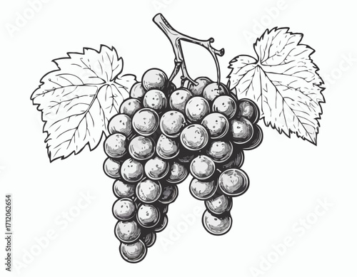 Bunch of grapes sketch hand drawn engraved style Vector illustration.