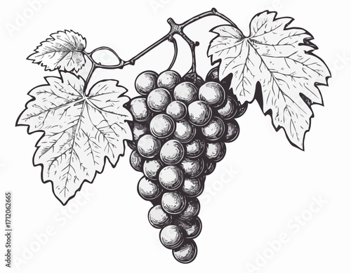 Bunch of grapes sketch hand drawn engraved style Vector illustration.