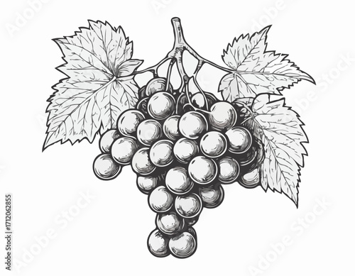 Bunch of grapes sketch hand drawn engraved style Vector illustration.