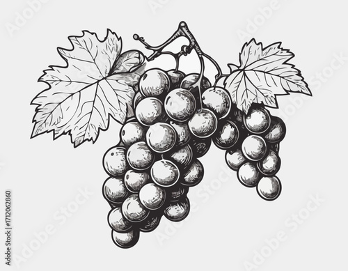 Bunch of grapes sketch hand drawn engraved style Vector illustration.