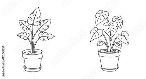Two potted monstera deliciosa plants shown in simple line art style