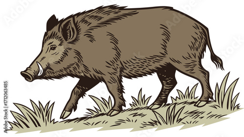 Wild Boar Walking in Grass Detailed Illustration Vintage Style Animal Art.