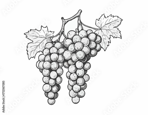 Grapes Bunch hand drawn sketch illustration Fruits and orchards