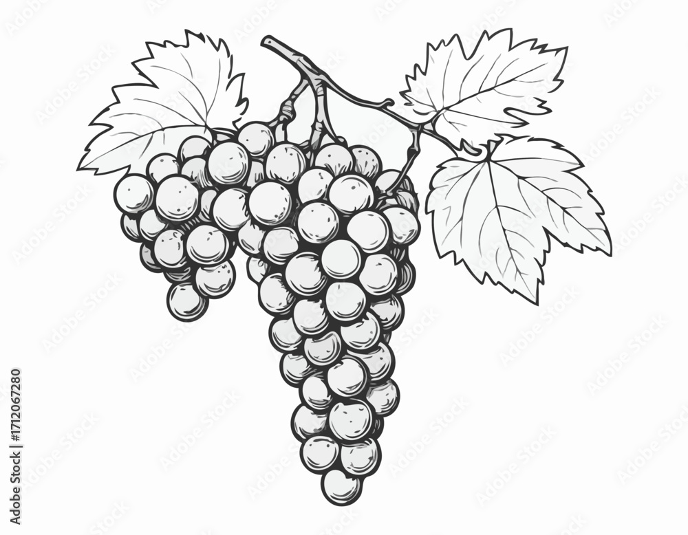 Obraz premium Grapes Bunch hand drawn sketch illustration Fruits and orchards
