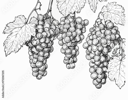 Grapes Bunch hand drawn sketch illustration Fruits and orchards