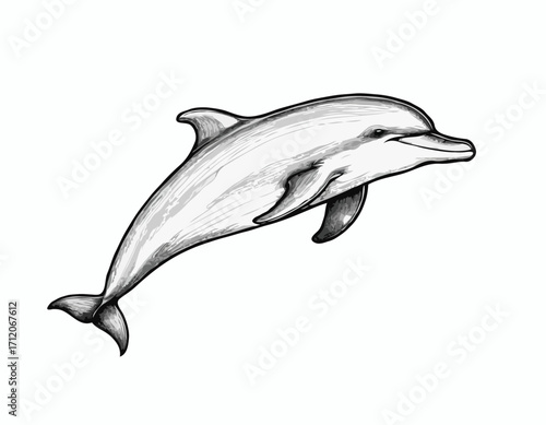 Cute dolphin sketch hand drawn engraving style Vector illustration
