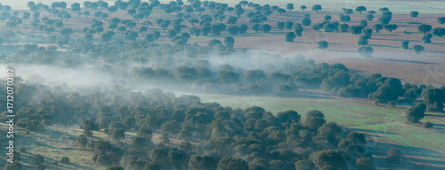 Fotografie Holm oak (Quercus ilex) pasture in the Campo de Salamanca region