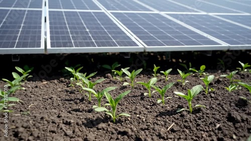 Agrivoltaics: Solar Panels & Growing Plants - Close-up view of young, green plants sprouting from the ground beneath a row of solar panels.