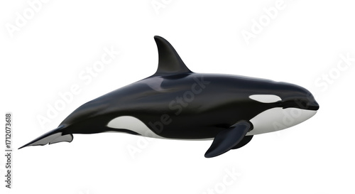 Obraz na plátně Isolated Killer whale or orca predator, a large marine mammal or cetacean on whi