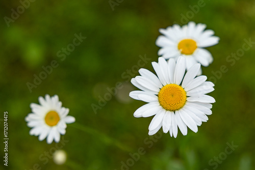 Margeriten