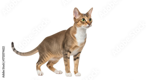 Isolated Abyssinian cat looking away with green eyes in studio, animal on blank backdrop