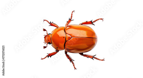 Photography Isolated orange Japanese beetle, garden pest, close up view, insect with six leg