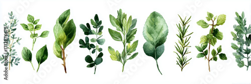 Vector illustration, Various herbs on white background. Watercolor painting, banner