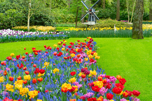 Photography Rows of tulip flowers