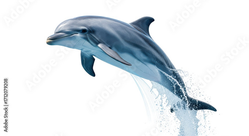 Fotografie Isolated bottlenose dolphin jumping out of water with splash in air; marine life