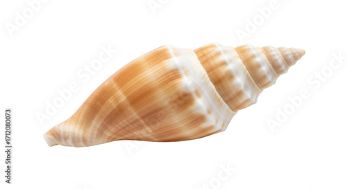 Isolated sea shell, tropical ocean treasure, natural souvenir of the beach, summer vacation
