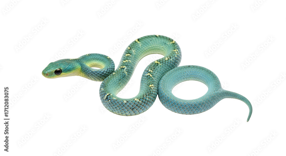Fototapeta premium Isolated green tree viper, adult snake, coiled up and ready to strike, beautiful reptile