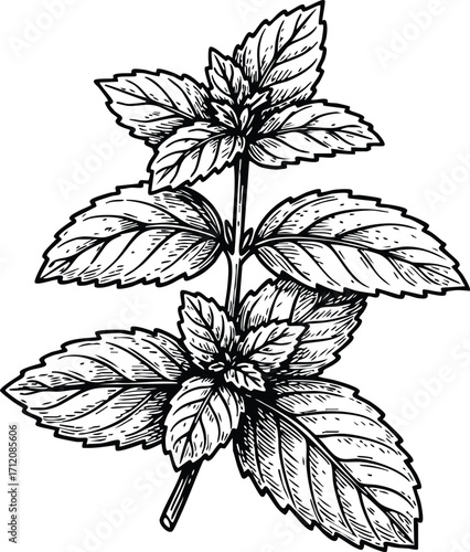 Mint Leaves Botanical Etching and Engraved Illustration
