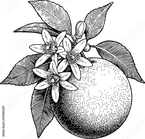 Orange Blossom with Fruit Etching and Engraved Illustration