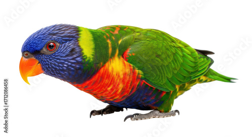 Isolated Rainbow Lorikeet parrot close-up of head and body, colorful bird on a clear surface