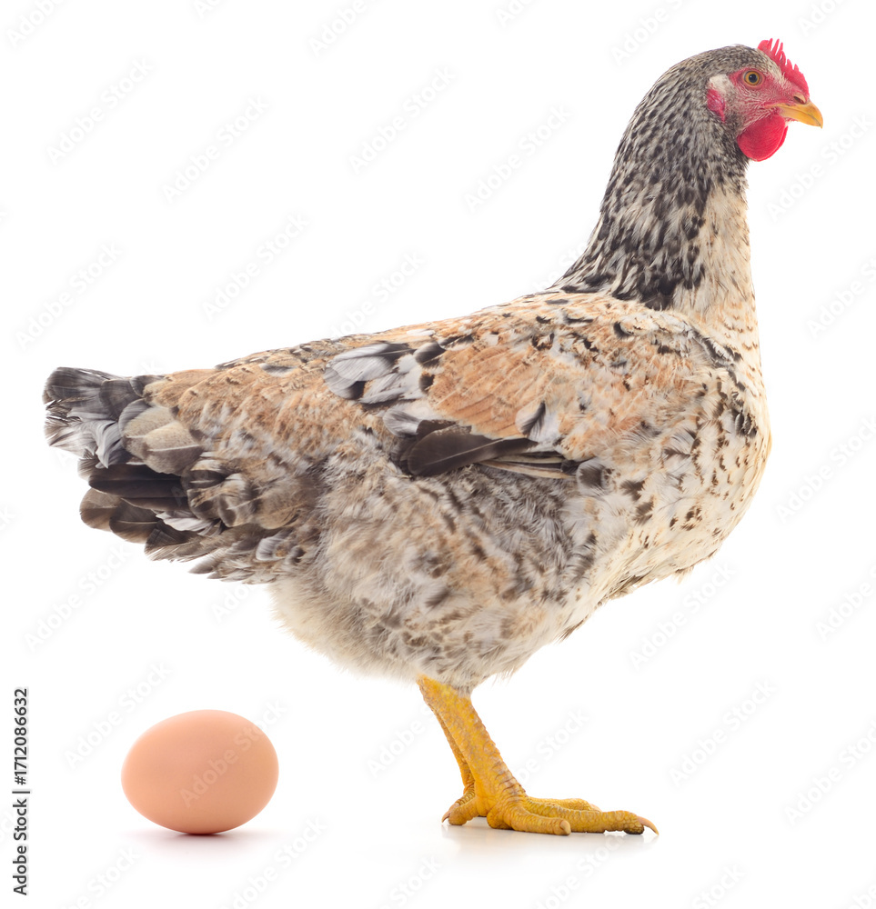 Fototapeta premium Laying hen with egg isolated on white background