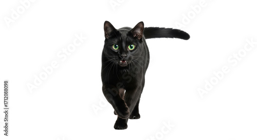 Photography Isolated Black Cat Walking Forward with Tail Raised, Showing Teeth, Green Eyes S