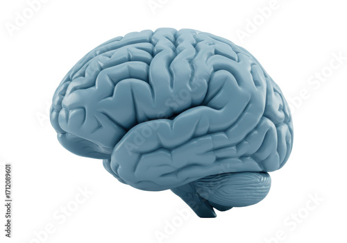 Isolated human brain model in blue, anatomical representation for medicine and neuroscience