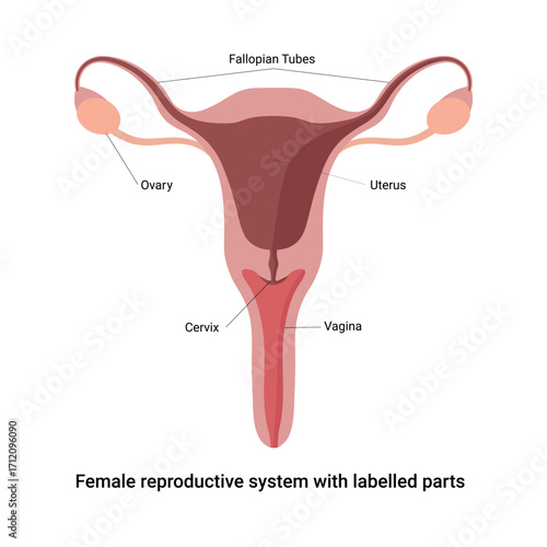 female reproductive organs with labelled parts