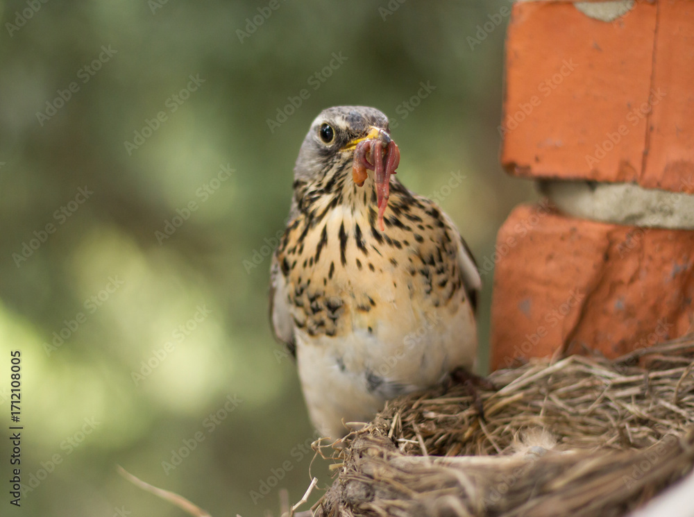 Fototapeta premium Fieldfare (Turdus pilaris) feeds chicks in the nest