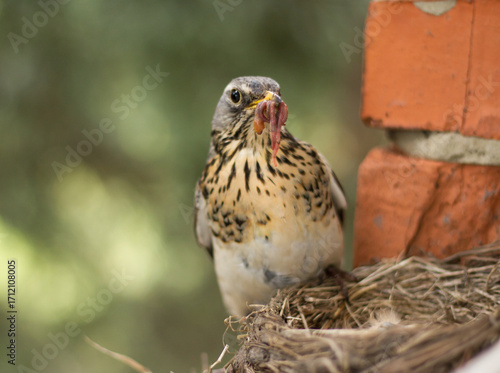 Fieldfare (Turdus pilaris) feeds chicks in the nest