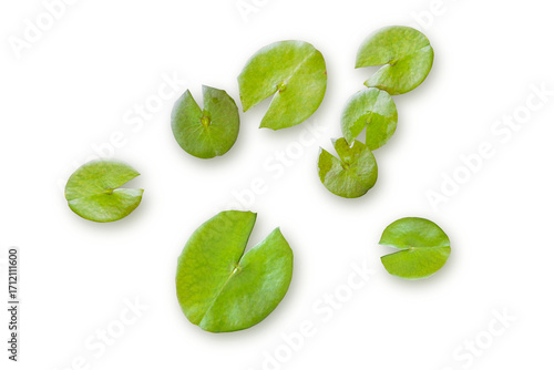 Fresh green lotus leaf top view isolated on transparent background