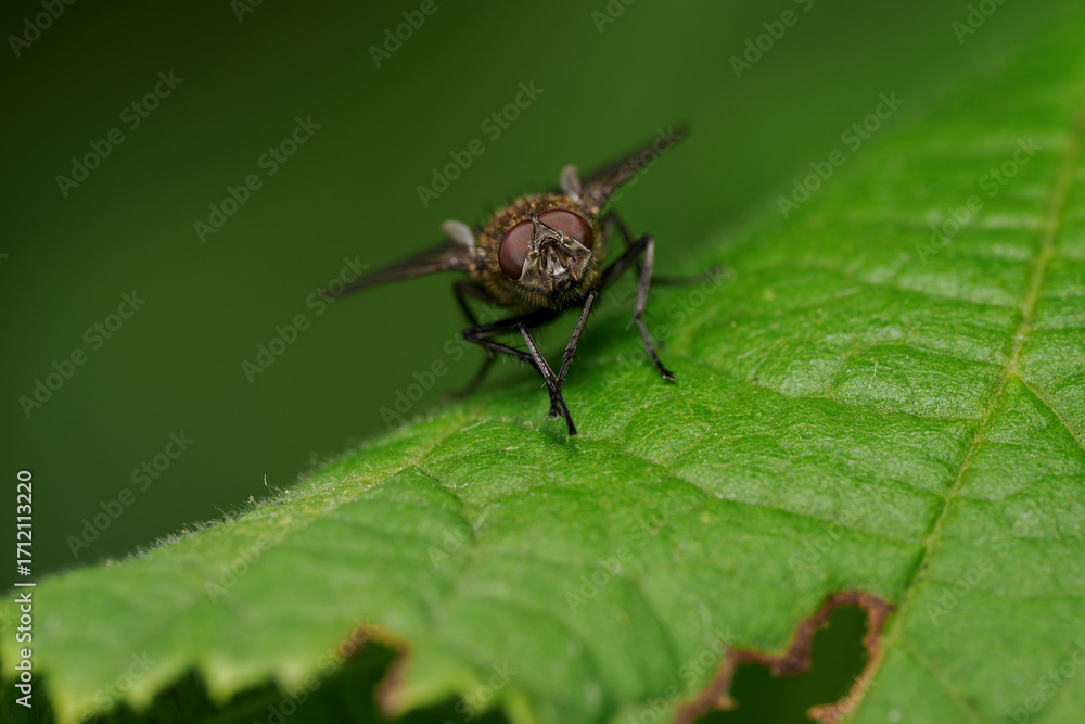 Fototapeta premium Beautiful black fly on a green leaf. 
