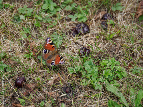 Wallpaper Mural Peacock butterfly outdoors on dry grass.
 Torontodigital.ca