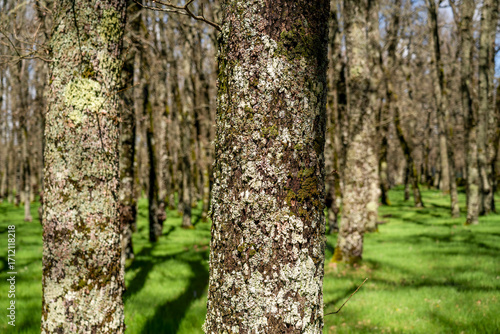 Close-up of a tree trunk covered in moss with blurred trees in the background illuminated by sunlight.