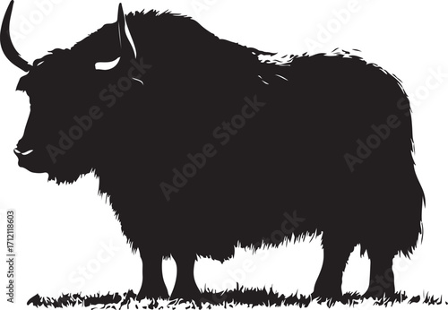 Powerful yak silhouette, strong wild animal standing tall