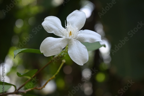 View of a coral swirl flower blooming in the garden