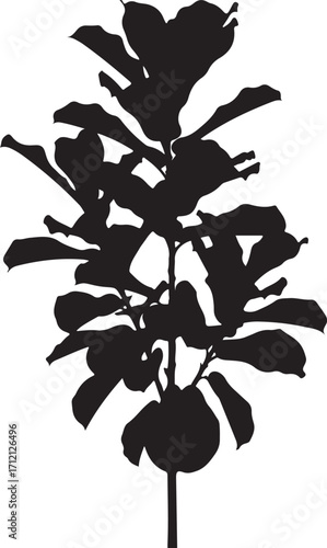 vector illustration of fig plant