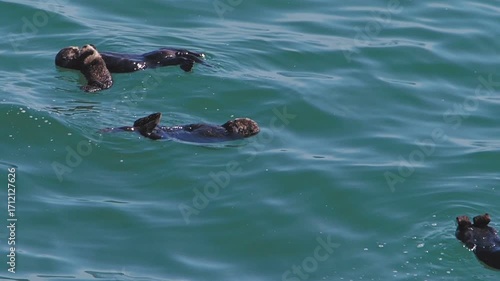 Cape Kiritappu, Hokkaido Wild sea otter parent and child raising their young