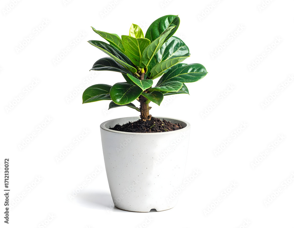 Obraz premium A lush green plant potted in a white ceramic pot, showcasing its vibrant foliage