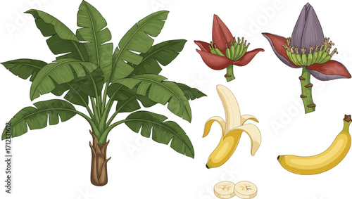 Banana plant with leaves, fruit, blossom, peeled banana, sliced banana, tropical tree illustration, exotic agriculture fruit, healthy organic food vector