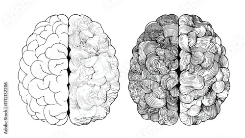 Brain Transformation Line Art: Understanding the Concept of Fixed vs Growth Mindset