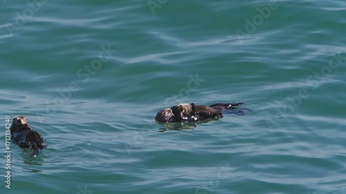 Cape Kiritappu, Hokkaido Wild sea otter parent and child raising their young