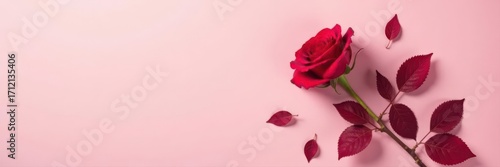 Crisp shadow of dried red rose & leaves on soft pink backdrop , delicate, red, backdrop