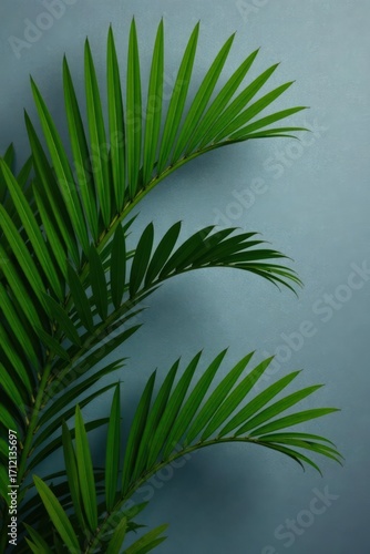 Dark green palm leaves contrast sharply against a sleek gray wall , organic, abstract, photography