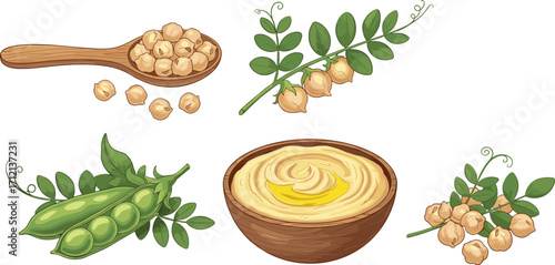 Chickpea plant illustration, hummus bowl, dried legumes, organic food vector, healthy snack, botanical drawing, natural ingredient, isolated on white background
